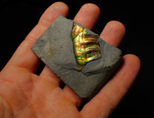Load image into Gallery viewer, Green and gold iridescent partial Caloceras display ammonite fossil