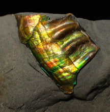 Load image into Gallery viewer, Green and gold iridescent partial Caloceras display ammonite fossil