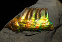 Load image into Gallery viewer, Green and gold iridescent partial Caloceras display ammonite fossil