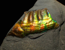 Load image into Gallery viewer, Green and gold iridescent partial Caloceras display ammonite fossil