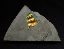 Load image into Gallery viewer, Green and gold iridescent partial Caloceras display ammonite fossil