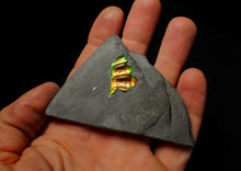 Load image into Gallery viewer, Green and gold iridescent partial Caloceras display ammonite fossil