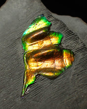 Load image into Gallery viewer, Green and gold iridescent partial Caloceras display ammonite fossil