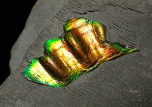 Load image into Gallery viewer, Green and gold iridescent partial Caloceras display ammonite fossil