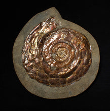 Load image into Gallery viewer, Large 68 mm Iridescent Psiloceras ammonite display fossil