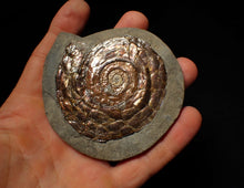Load image into Gallery viewer, Large 68 mm Iridescent Psiloceras ammonite display fossil