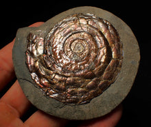 Load image into Gallery viewer, Large 68 mm Iridescent Psiloceras ammonite display fossil
