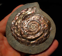 Load image into Gallery viewer, Large 68 mm Iridescent Psiloceras ammonite display fossil