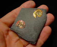 Load image into Gallery viewer, Double-juvenile iridescent red & gold Psiloceras ammonite fossil