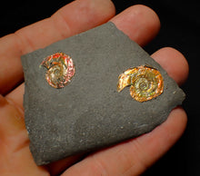 Load image into Gallery viewer, Double-juvenile iridescent red & gold Psiloceras ammonite fossil