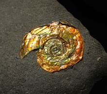 Load image into Gallery viewer, Double-juvenile iridescent red & gold Psiloceras ammonite fossil
