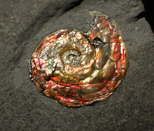 Load image into Gallery viewer, Double-juvenile iridescent red & gold Psiloceras ammonite fossil
