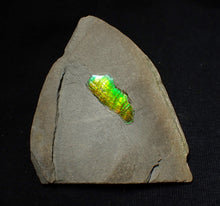 Load image into Gallery viewer, Green and gold iridescent partial Caloceras display ammonite fossil