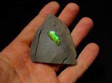 Load image into Gallery viewer, Green and gold iridescent partial Caloceras display ammonite fossil