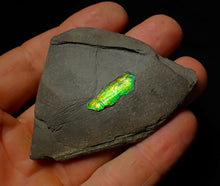 Load image into Gallery viewer, Green and gold iridescent partial Caloceras display ammonite fossil