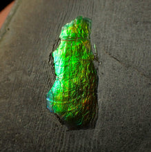 Load image into Gallery viewer, Green and gold iridescent partial Caloceras display ammonite fossil