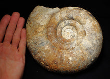 Load image into Gallery viewer, Large uncommon 183mm Leptosphinctes ammonite display fossil
