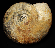 Load image into Gallery viewer, Large uncommon 183mm Leptosphinctes ammonite display fossil