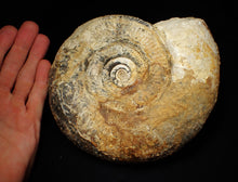 Load image into Gallery viewer, Large uncommon 183mm Leptosphinctes ammonite display fossil