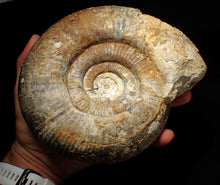Load image into Gallery viewer, Large uncommon 183mm Leptosphinctes ammonite display fossil