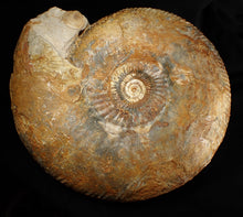 Load image into Gallery viewer, Large 255mm Parkinsonia (Durotrigensia) dorsetensis ammonite display fossil