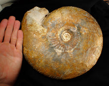 Load image into Gallery viewer, Large 255mm Parkinsonia (Durotrigensia) dorsetensis ammonite display fossil