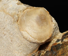 Load image into Gallery viewer, Large 255mm Parkinsonia (Durotrigensia) dorsetensis ammonite display fossil