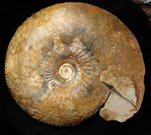 Load image into Gallery viewer, Large 255mm Parkinsonia (Durotrigensia) dorsetensis ammonite display fossil