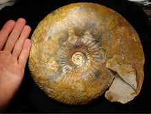 Load image into Gallery viewer, Large 255mm Parkinsonia (Durotrigensia) dorsetensis ammonite display fossil