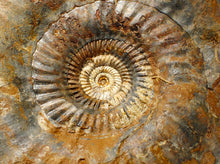 Load image into Gallery viewer, Large 255mm Parkinsonia (Durotrigensia) dorsetensis ammonite display fossil
