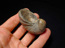 Load image into Gallery viewer, Large complete Gryphaea "Devil's toenail" bivalve fossil 60mm