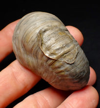 Load image into Gallery viewer, Large complete Gryphaea "Devil's toenail" bivalve fossil 60mm
