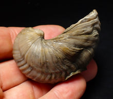Load image into Gallery viewer, Large complete Gryphaea "Devil's toenail" bivalve fossil 60mm