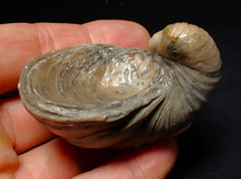 Load image into Gallery viewer, Large complete Gryphaea "Devil's toenail" bivalve fossil 60mm