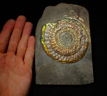 Load image into Gallery viewer, Big complete rainbow iridescent Caloceras display ammonite fossil (97mm)