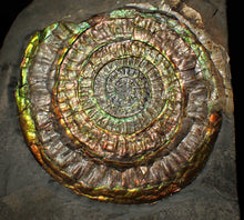Load image into Gallery viewer, Big complete rainbow iridescent Caloceras display ammonite fossil (97mm)