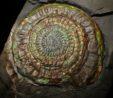 Load image into Gallery viewer, Big complete rainbow iridescent Caloceras display ammonite fossil (97mm)