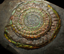 Load image into Gallery viewer, Big complete rainbow iridescent Caloceras display ammonite fossil (97mm)