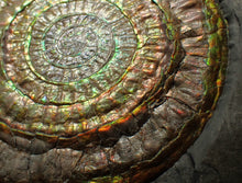Load image into Gallery viewer, Big complete rainbow iridescent Caloceras display ammonite fossil (97mm)