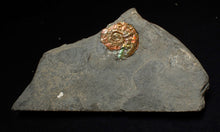 Load image into Gallery viewer, Juvenile red iridescent Psiloceras ammonite fossil (20mm)