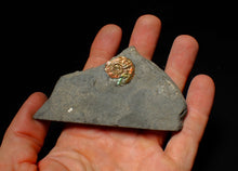 Load image into Gallery viewer, Juvenile red iridescent Psiloceras ammonite fossil (20mm)