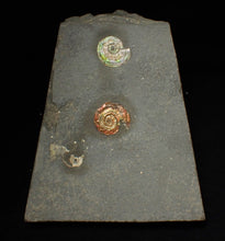 Load image into Gallery viewer, Iridescent multi-Psiloceras ammonite display fossil