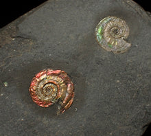 Load image into Gallery viewer, Iridescent multi-Psiloceras ammonite display fossil