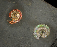 Load image into Gallery viewer, Iridescent multi-Psiloceras ammonite display fossil