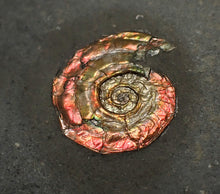 Load image into Gallery viewer, Iridescent multi-Psiloceras ammonite display fossil