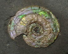 Load image into Gallery viewer, Iridescent multi-Psiloceras ammonite display fossil