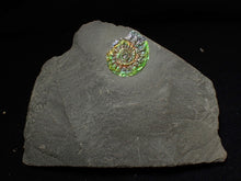 Load image into Gallery viewer, Juvenile green iridescent Caloceras display ammonite fossil 17mm