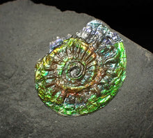Load image into Gallery viewer, Juvenile green iridescent Caloceras display ammonite fossil 17mm