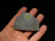 Load image into Gallery viewer, Juvenile green iridescent Caloceras display ammonite fossil 17mm
