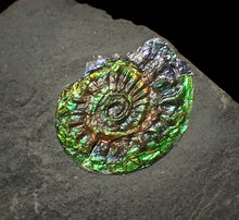 Load image into Gallery viewer, Juvenile green iridescent Caloceras display ammonite fossil 17mm